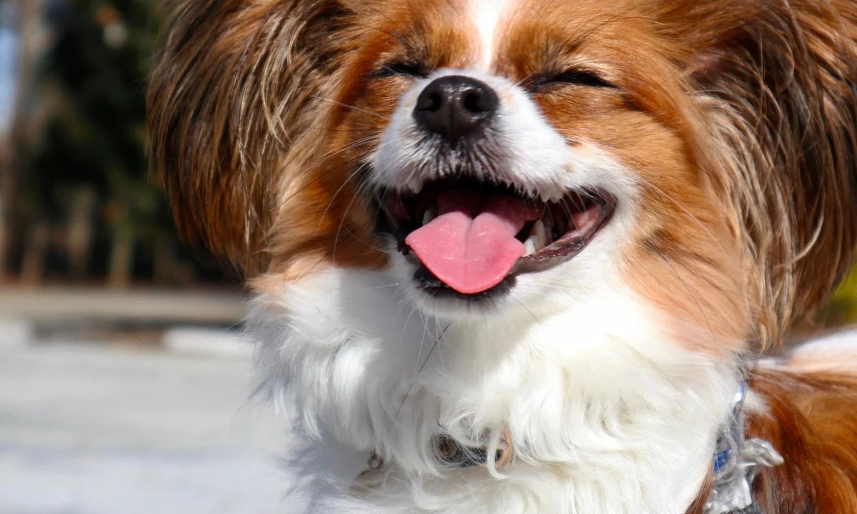 愛犬の異変に慌ただしい朝とフレンチ時代によく作った思い出のレシピ